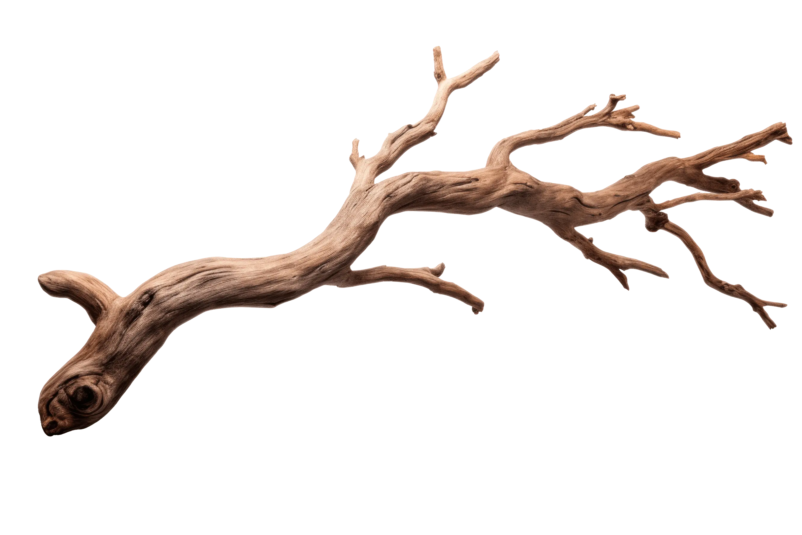 tree branch, growth graphic